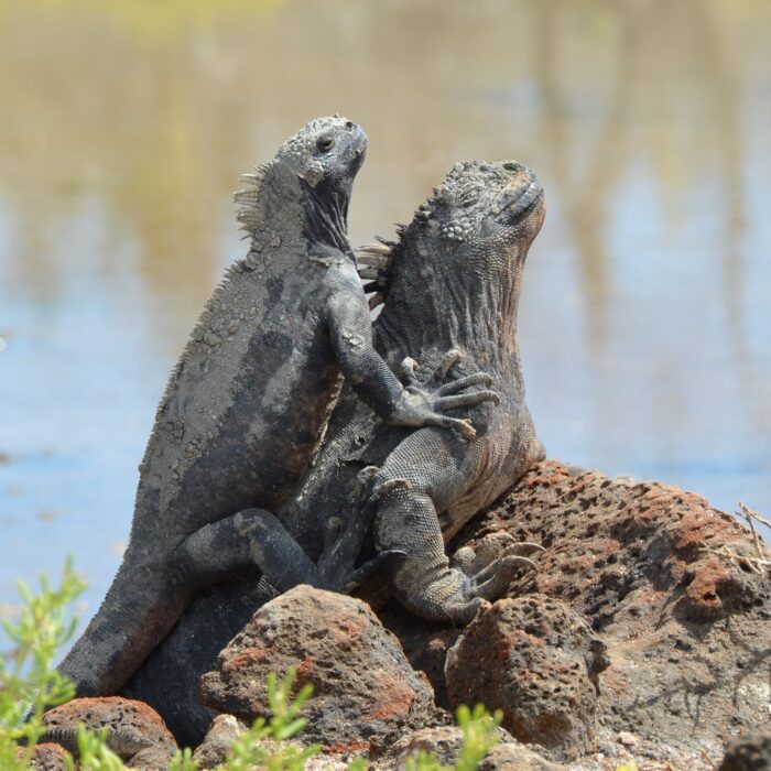 pen_ash-marine-iguana-2411230_1920