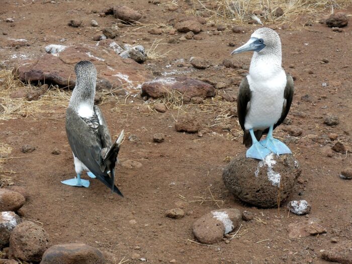 publicdomainpictures-birds-164858_1920